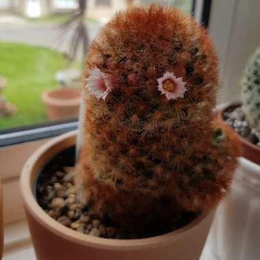 Mammillaria carmenae 'Rubrispina'