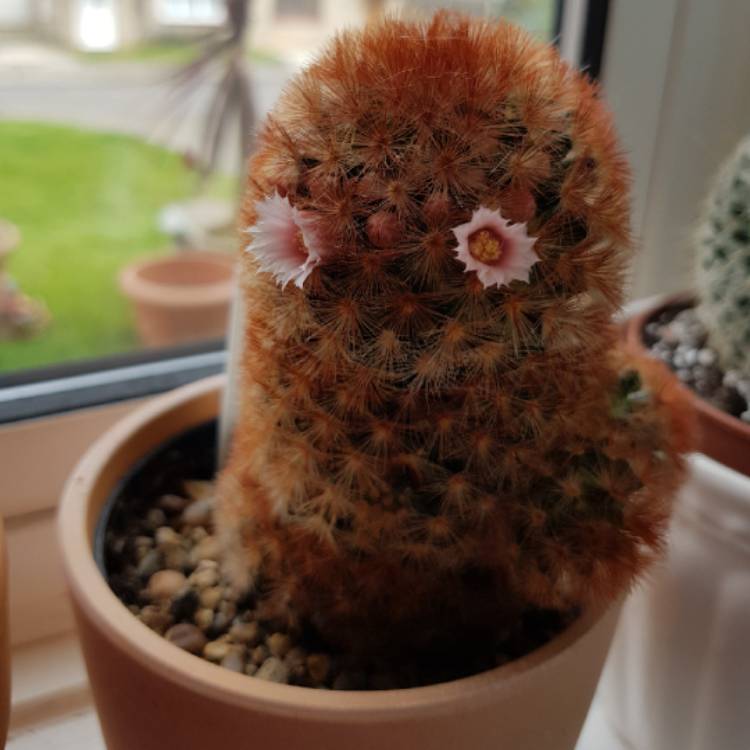 plant image 656073