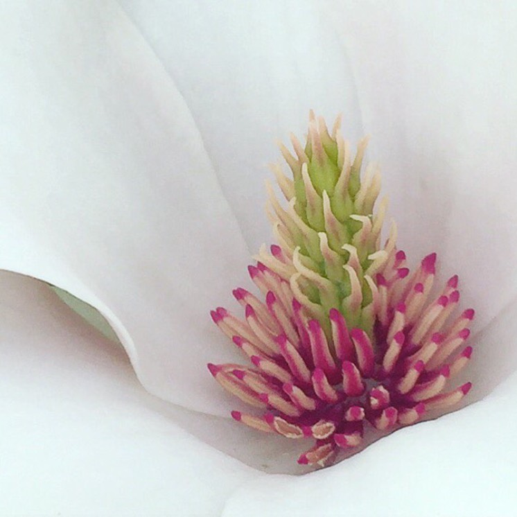 Plant image Magnolia sieboldii