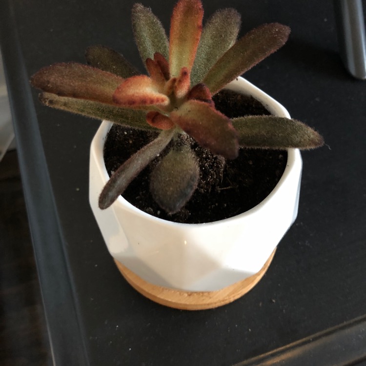 Plant image Kalanchoe Tomentosa Cinnamon