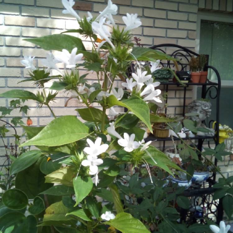 Plant image Barleria cristata