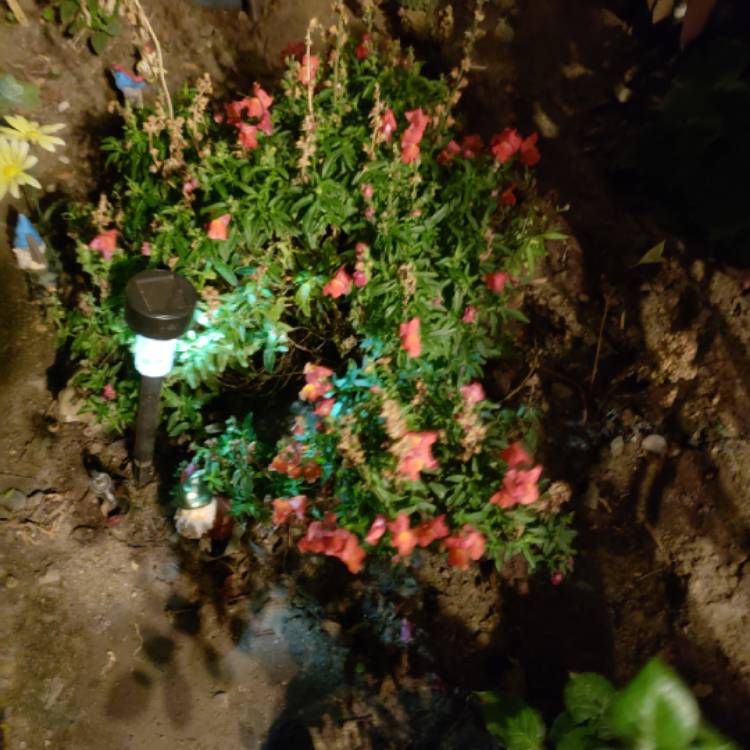 plant image 1219903