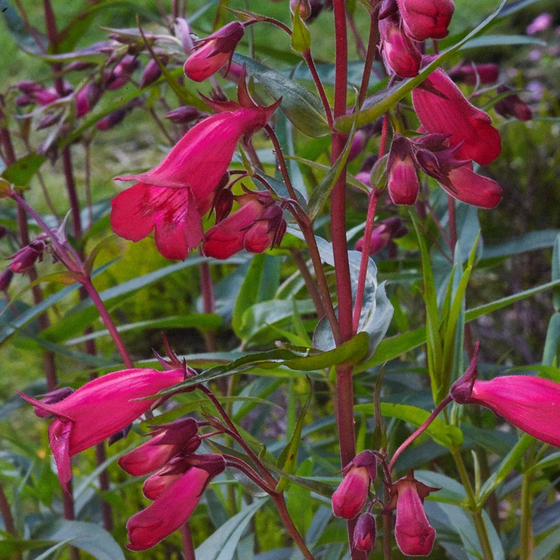 plant image 129196