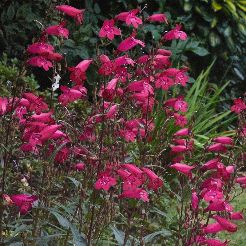 plant image 168272