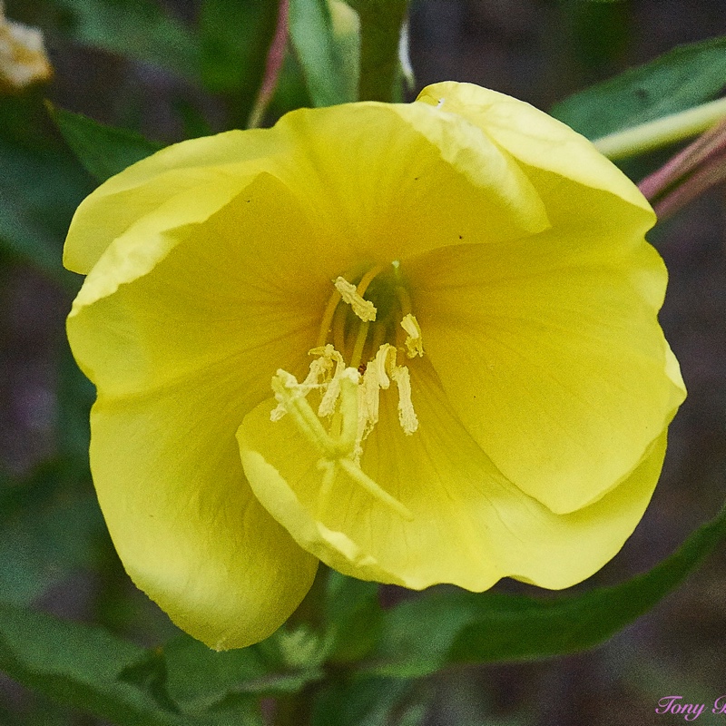 plant image 168286 plant image 168286
