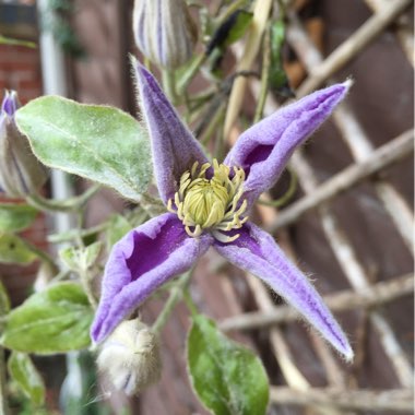 Clematis 'Elsa Spath' syn. Clematis 'Blue Boy', Clematis 'Xerxes'