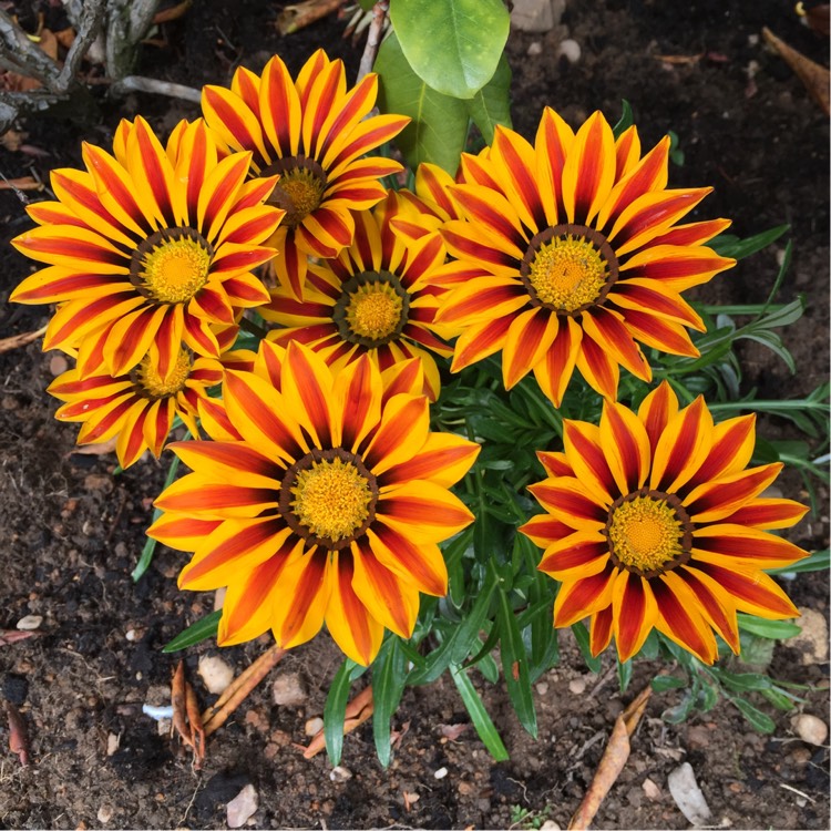 Plant image Gazania rigens Big Kiss 'Yellow Flame'