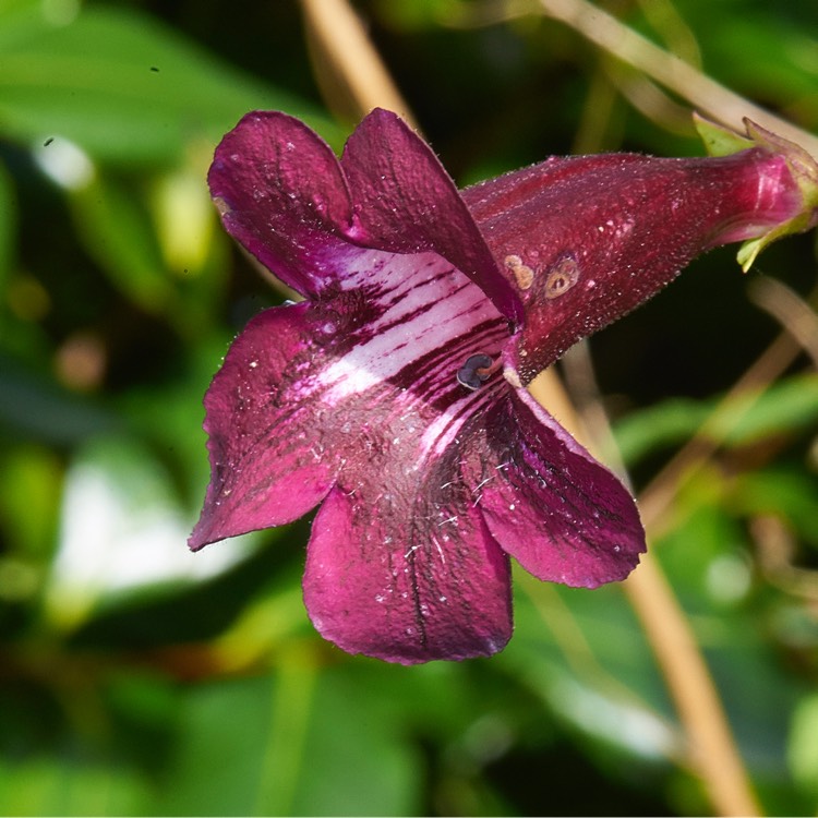 Plant image Penstemon 'Andenken an Friedrich Hahn' syn. Penstemon 'Garnet'