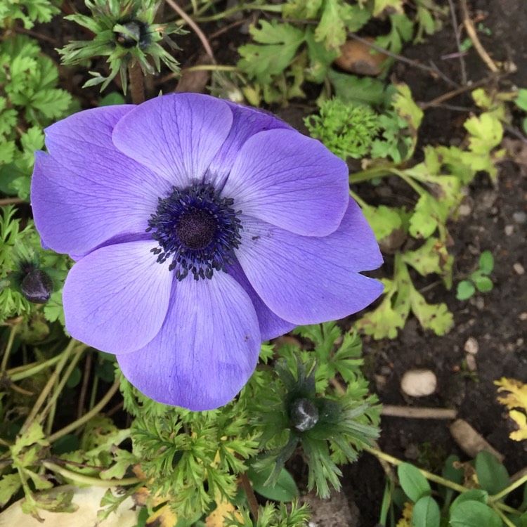 Plant image Anemone coronaria de caen 'Mr Fokker'