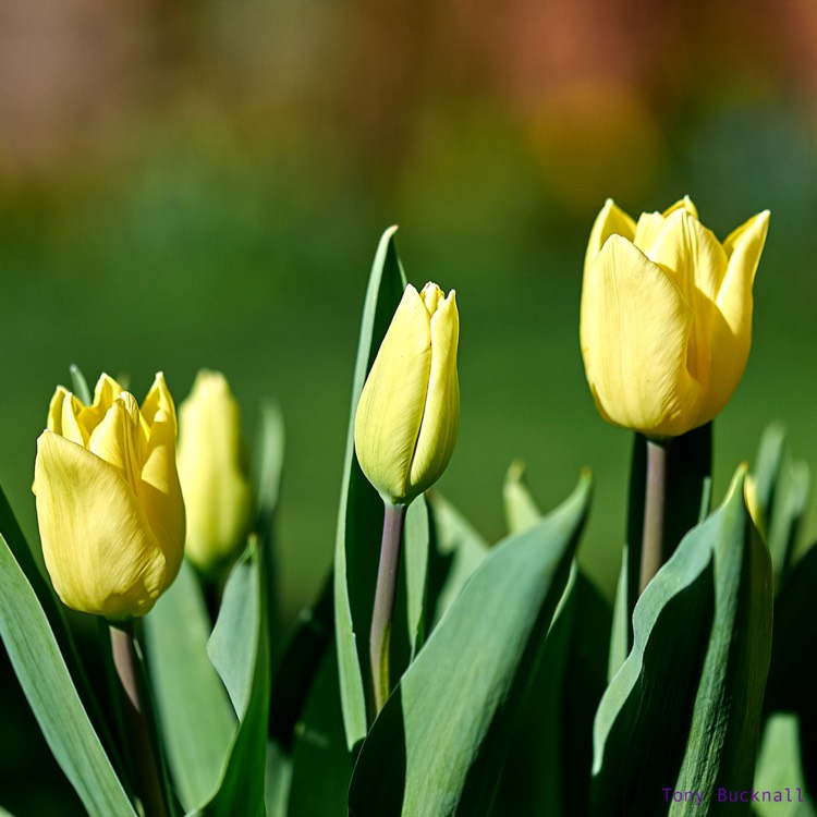Plant image Tulipa 'Candy Prince'