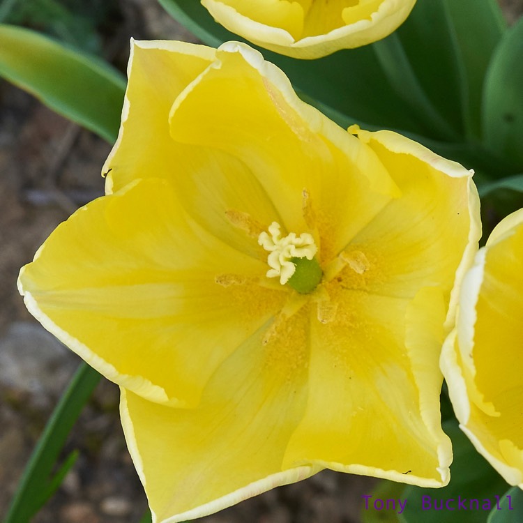plant image 358471 plant image 358471