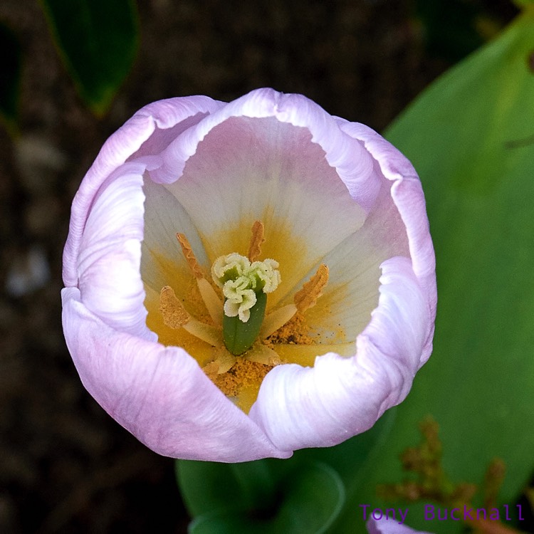 Plant image Tulipa 'Sunny Prince'