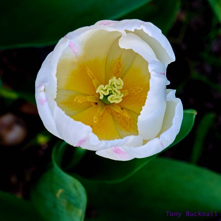 plant image 358532
