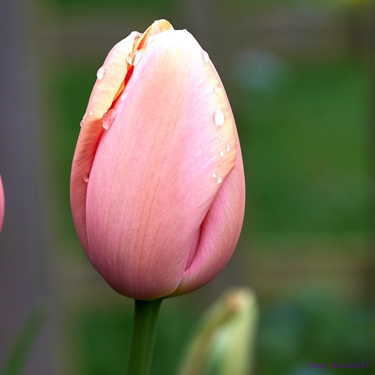plant image 366827