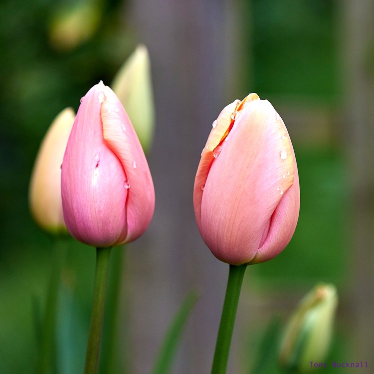 plant image 366830