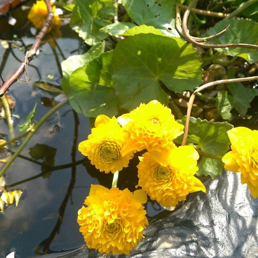 Plant image Caltha Palustris 'Flore Pleno'