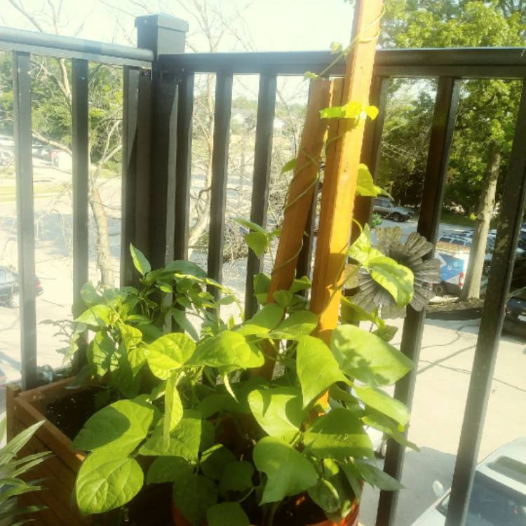 Plant image Phaseolus vulgaris 'Kentucky Wonder'