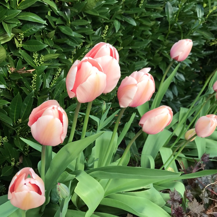 plant image 389605