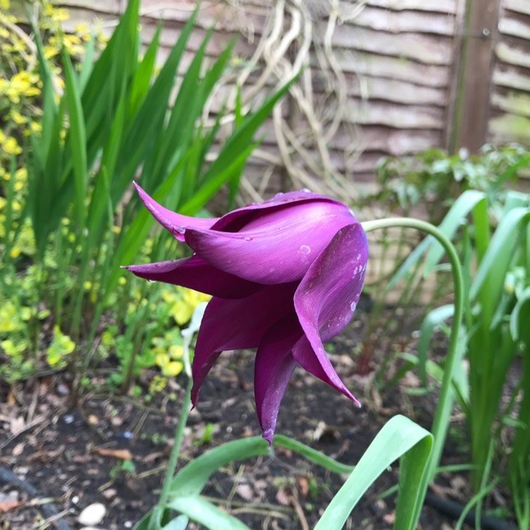 Plant image Tulipa 'Lilac Time'