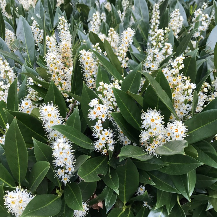Plant image Prunus Laurocerasus 'Otto Luyken'