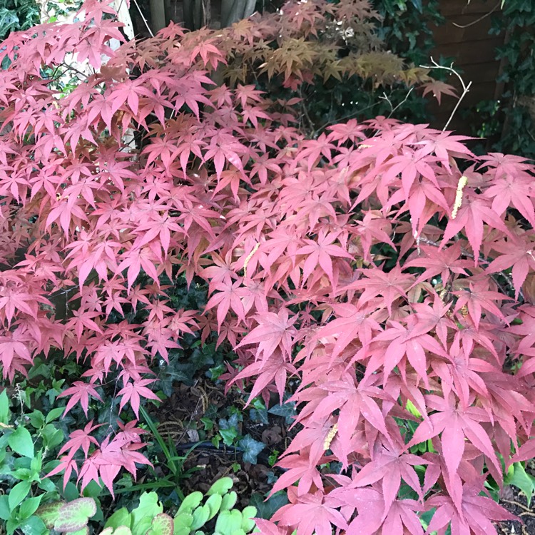 Plant image Acer Palmatum 'Beni-Maiko'