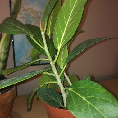 Ficus benghalensis