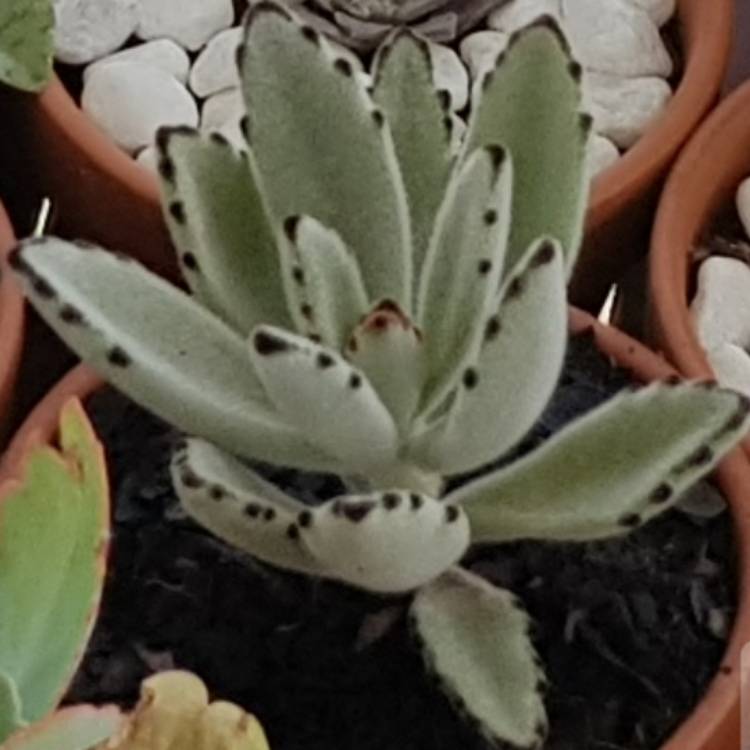 Plant image Kalanchoe tomentosa 'Black Tie'