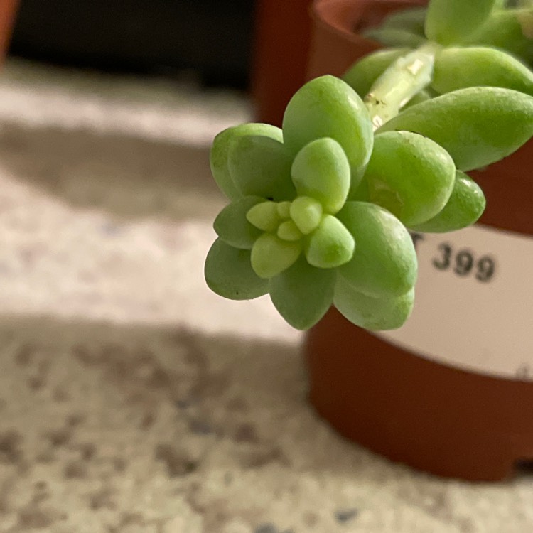 plant image 1453821
