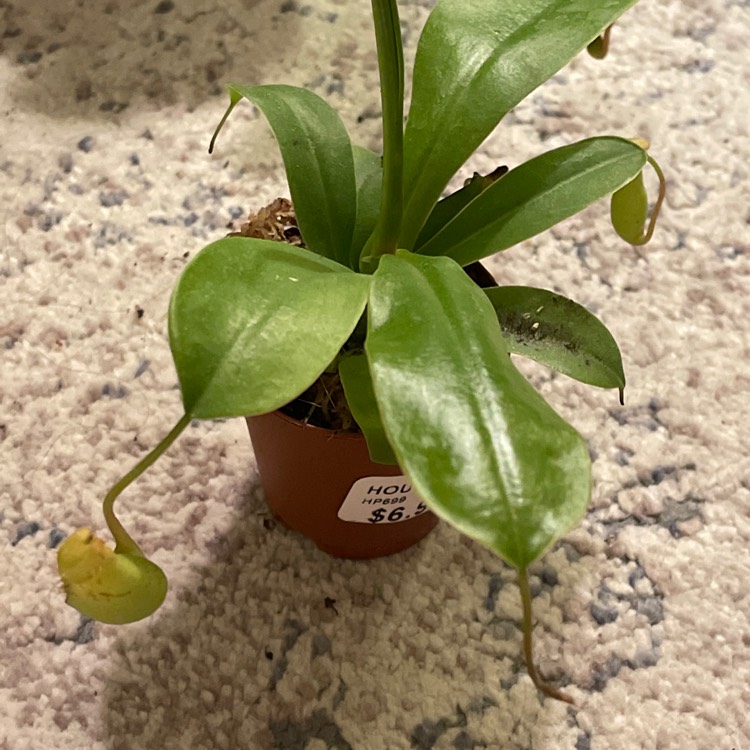 plant image 1453825