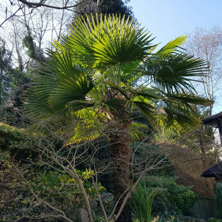 Plant image Trachycarpus 'Wagnerianus'