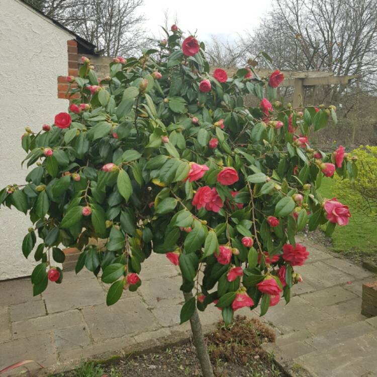 plant image 333822