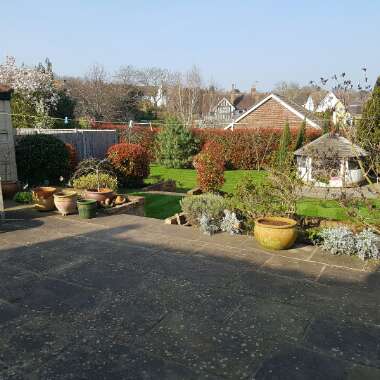 Garden 's garden