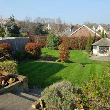 Garden 's garden
