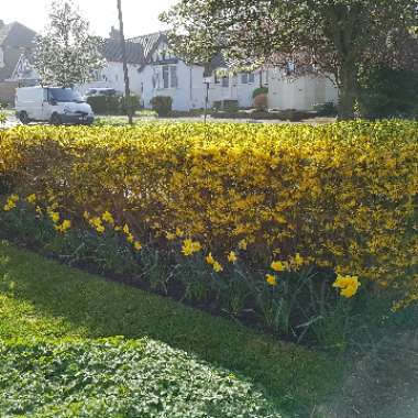 Forsythia