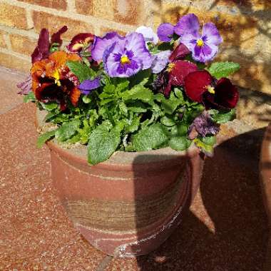 Pansy