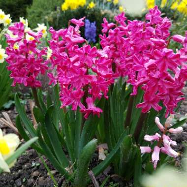 Hyacinth