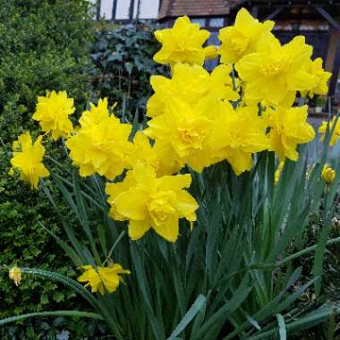 Daffodil