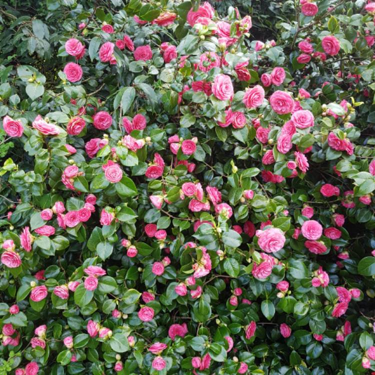 plant image 358759