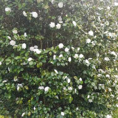 Camellia