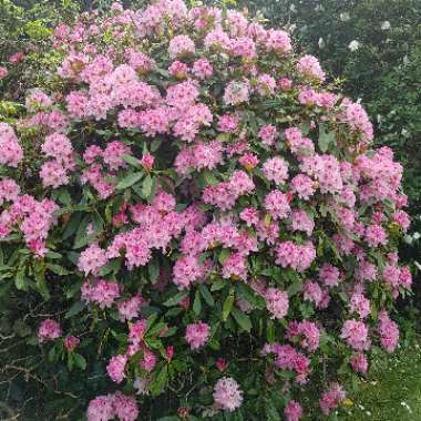 Rhododendron