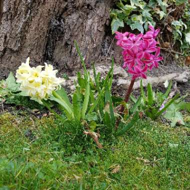 Hyacinth