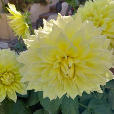 Lucy's garden