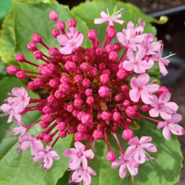 Lucy's garden