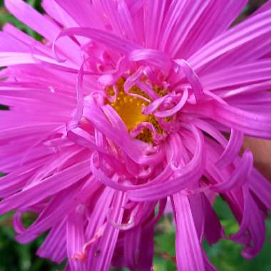Lucy's garden