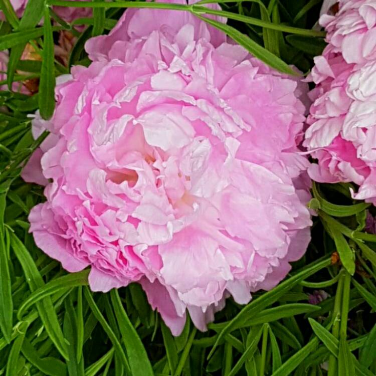 Plant image Paeonia x festiva 'Rosea Plena' syn. Paeonia officinalis 'Rosea Plena', Paeonia 'Old Double Rose'