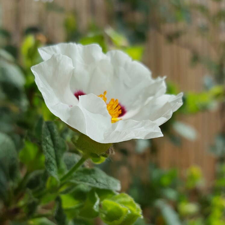 Plant image Cistus 'Candy Stripe'