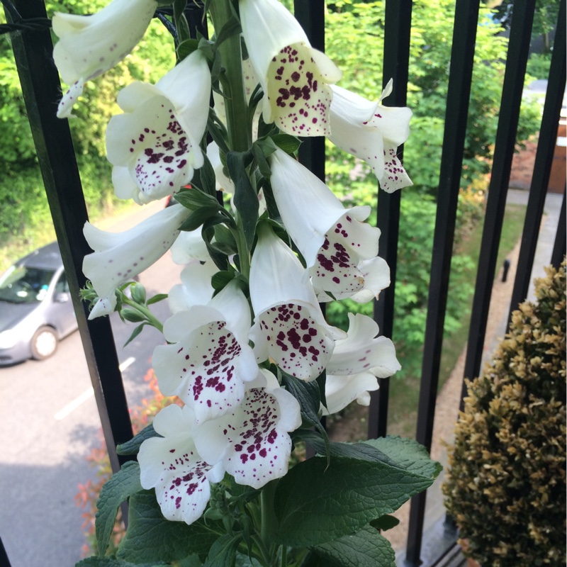 Foxglove 'Dalmatian Cream'