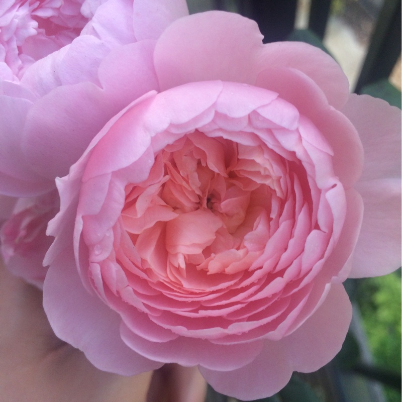Rose 'Queen of Sweden' (Shrub)