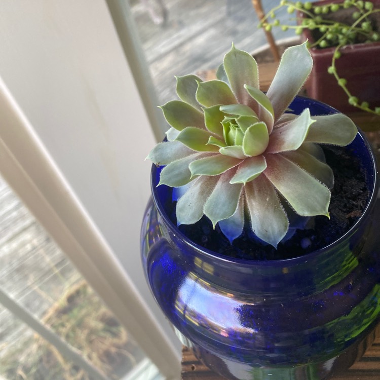 plant image 1374770