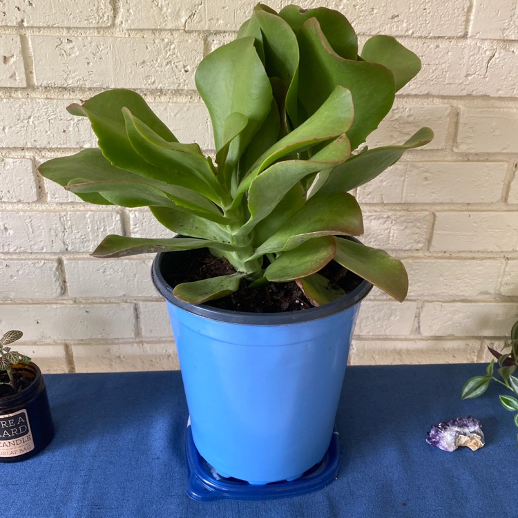 Plant image Kalanchoe Dragonfire